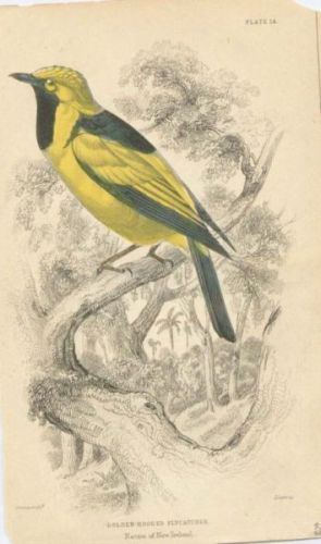 Golden Wingged Flycatcher - Sylvania mitrata